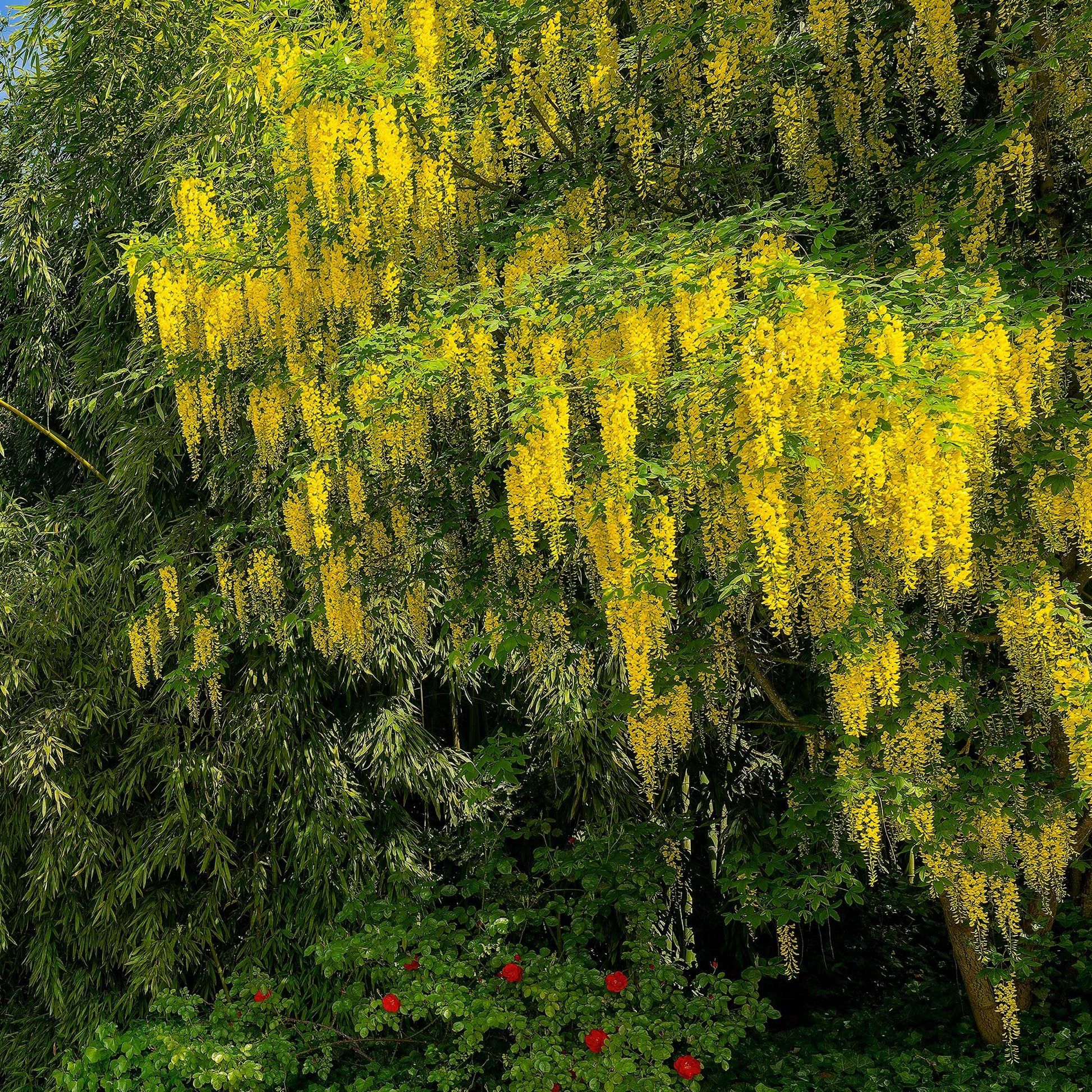 Bloeiende bomen - Goudenregen - Laburnum anagyroides