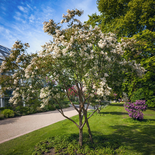 Lagerstroemia Natchez - Bakker