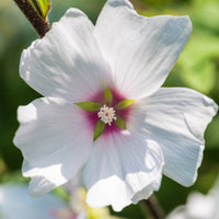 Lavatera Barnsley Baby - Bakker