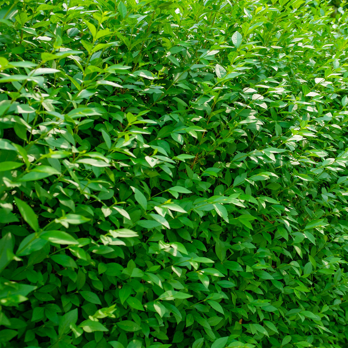 Ligustrum vulgare Atrovirens - Gewone liguster Atrovirens - Ligusterhagen
