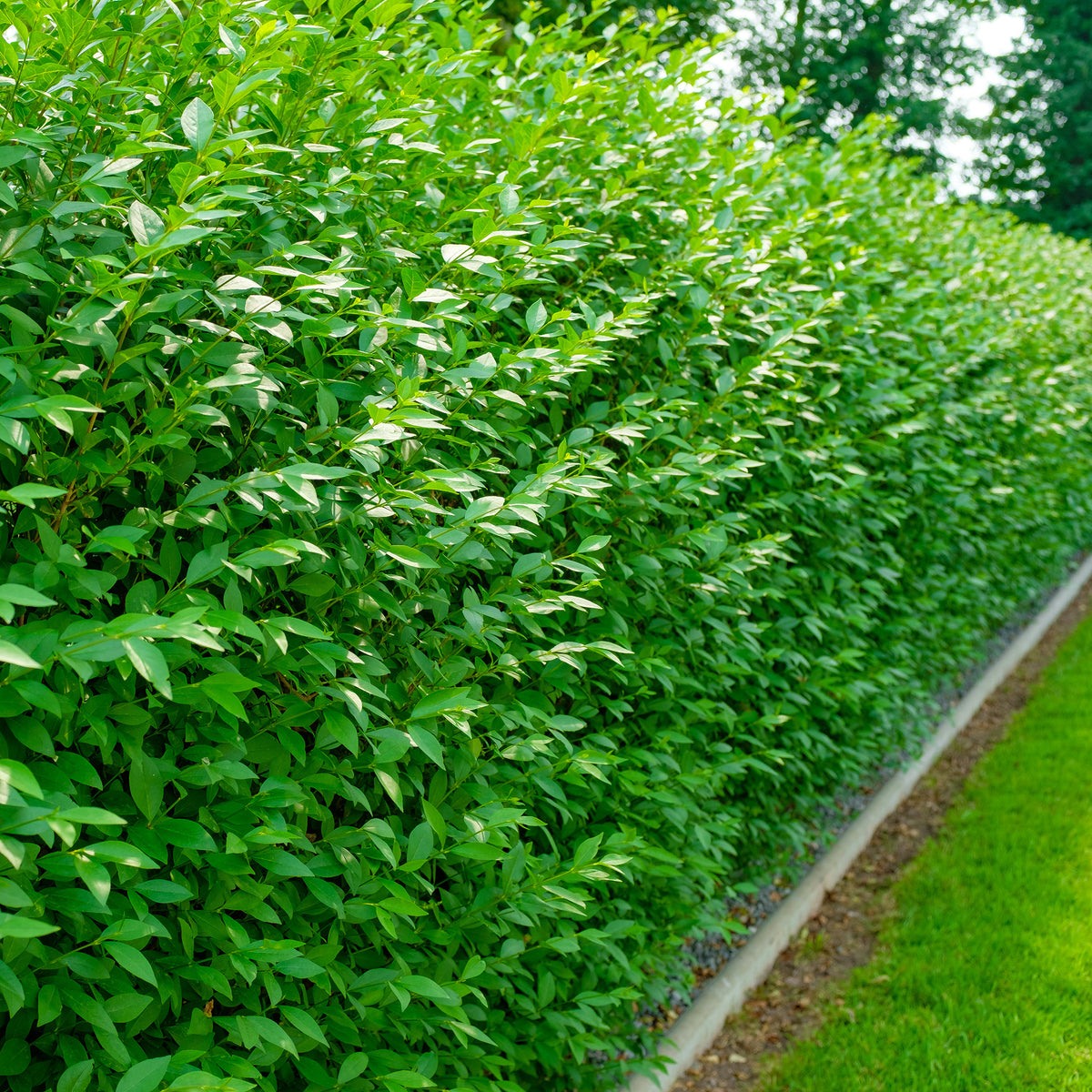 Gewone liguster Atrovirens - Ligustrum vulgare Atrovirens - Bakker