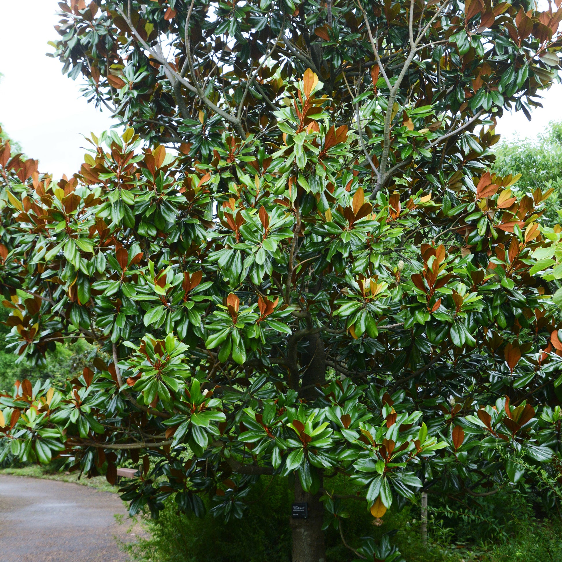 Magnolia grandiflora Alta - Magnolia grandiflora Alta - Magnolia