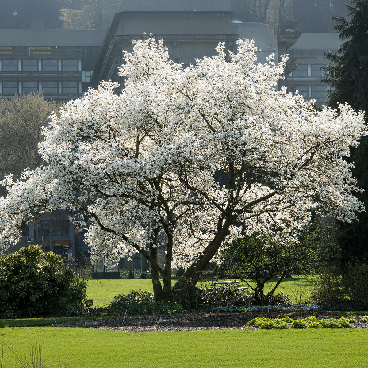 Kobushi magnolia - Bakker