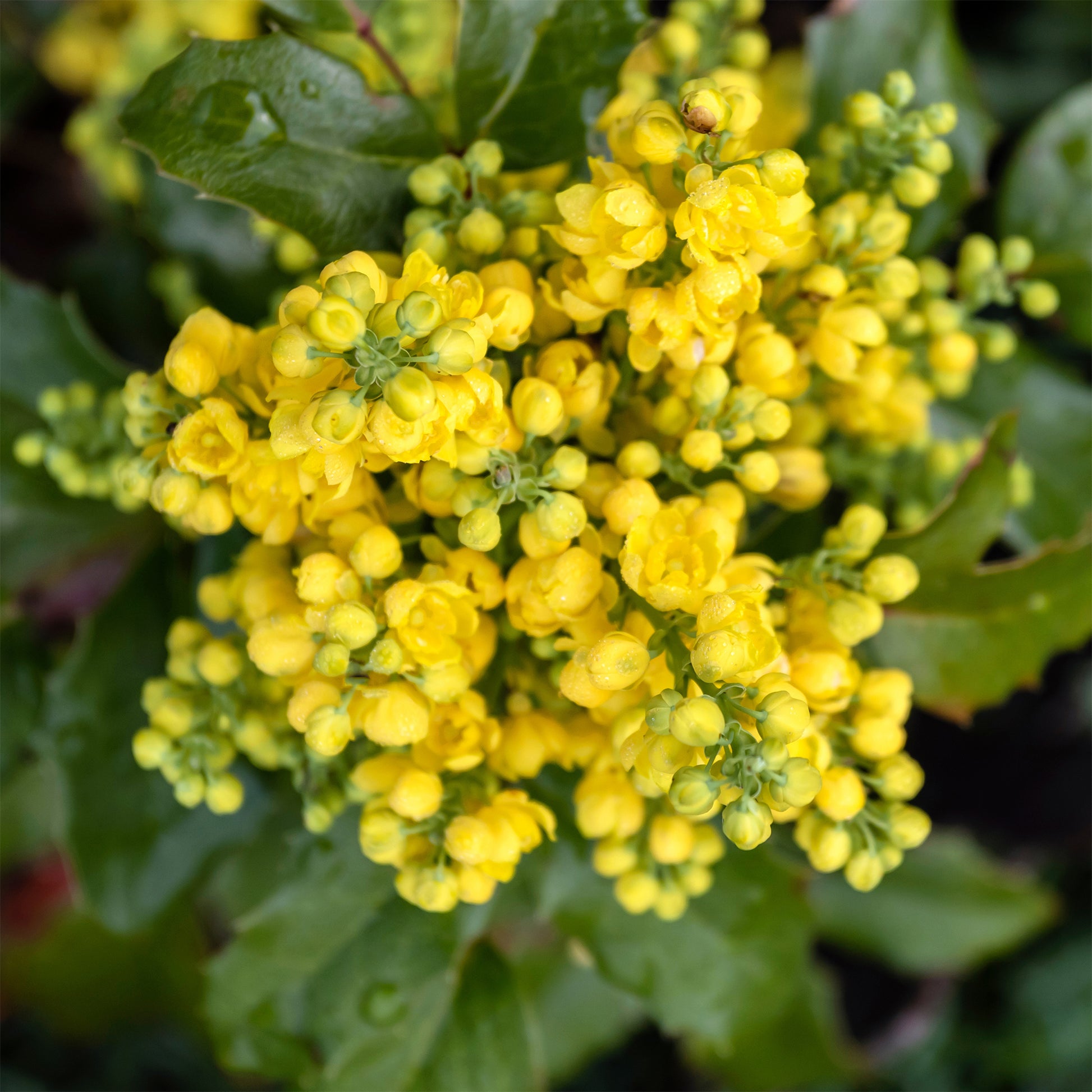 Mahoniestruik Apollo - Mahonia aquifolium Apollo - Bakker