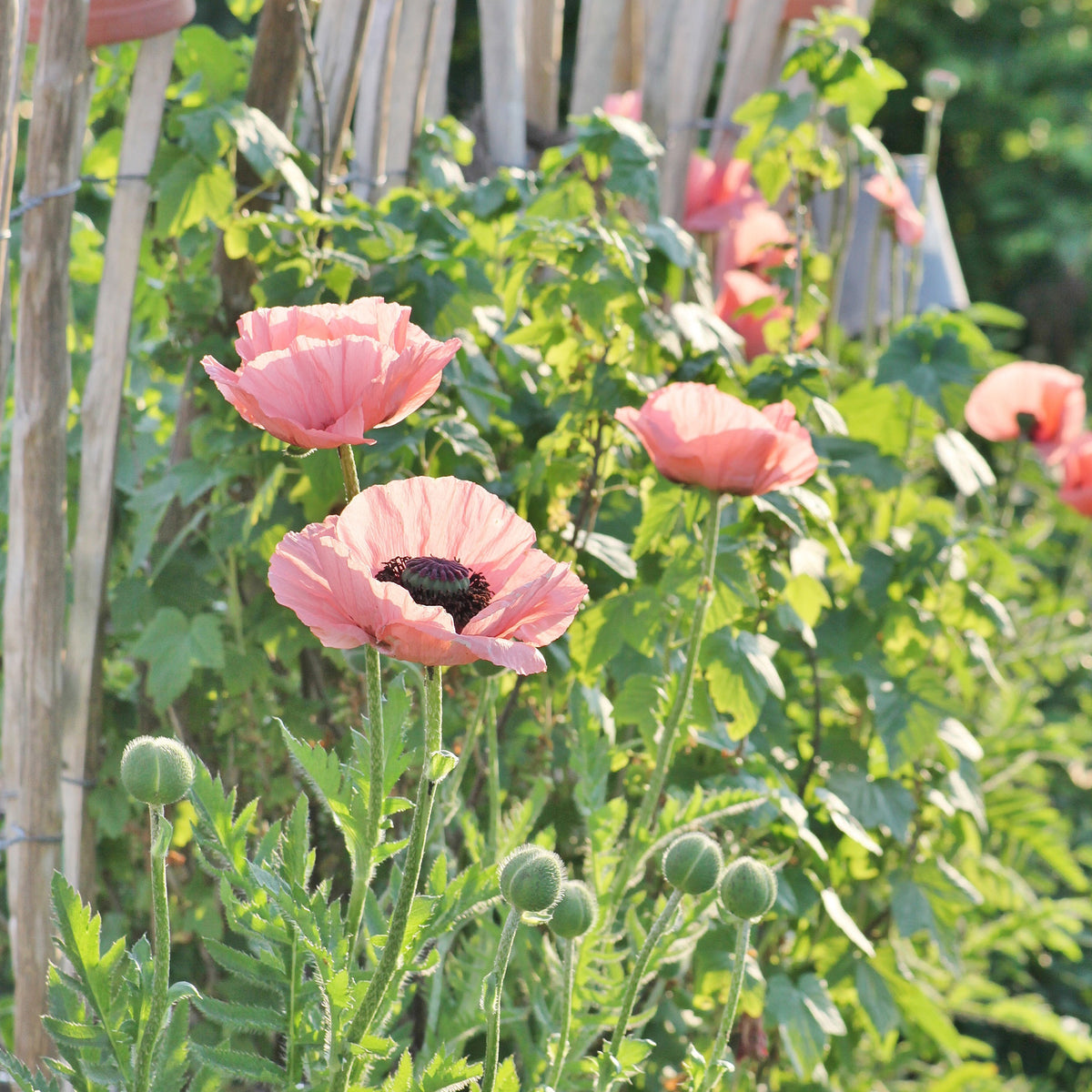 Oosterse klaproos Princess Victoria Louise - Papaver orientale Princess Victoria Louise - Bakker