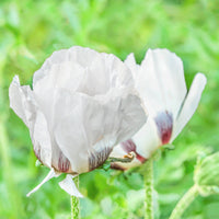 Oosterse klaproos Royal Wedding - Papaver orientale Royal Wedding - Bakker