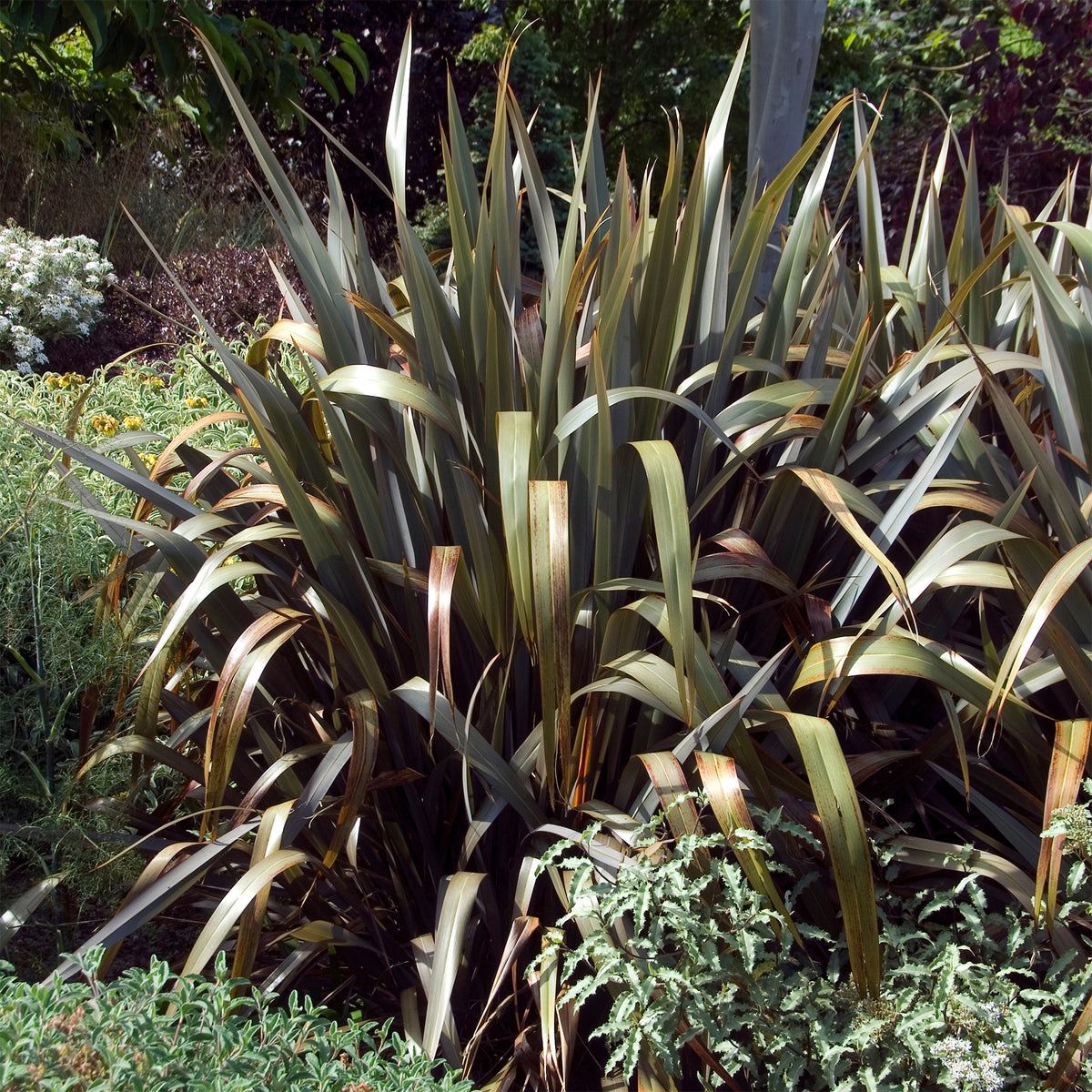 Nieuw-Zeelandse vlas Bronze Baby - Phormium cookianum Bronze Baby - Bakker