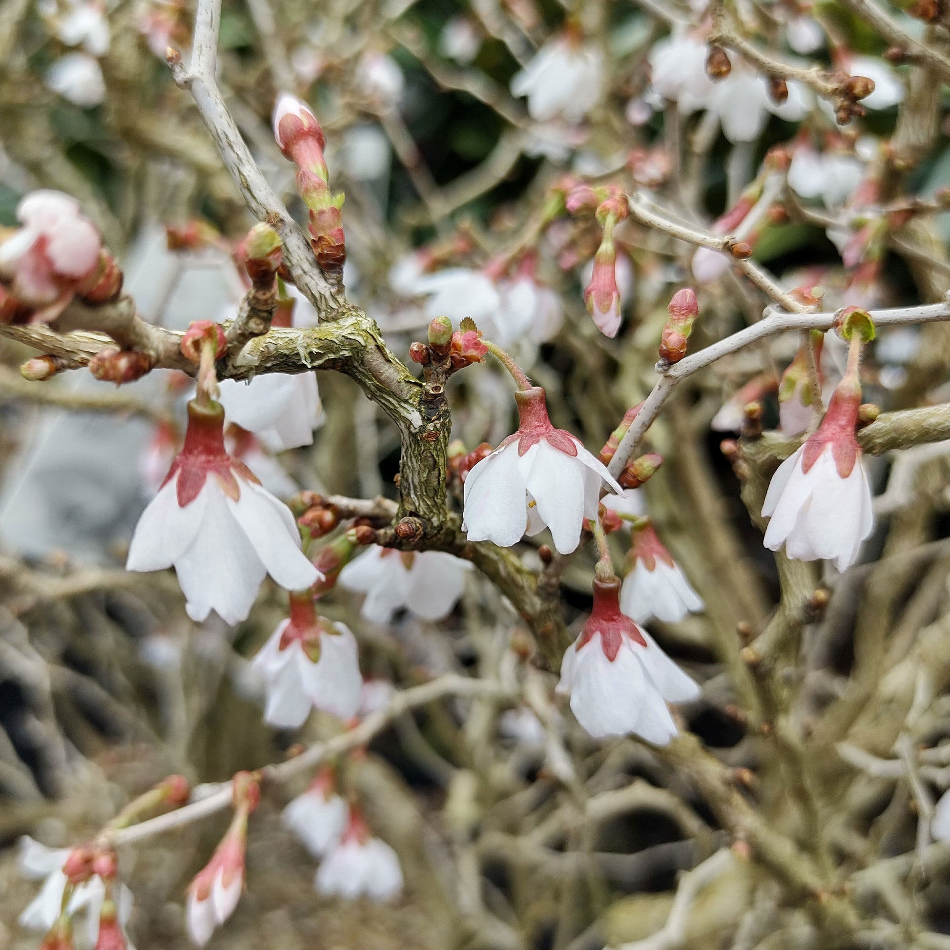 Japanse sierkers Kojo No Mai - Prunus incisa Kojo-No-Mai - Bakker