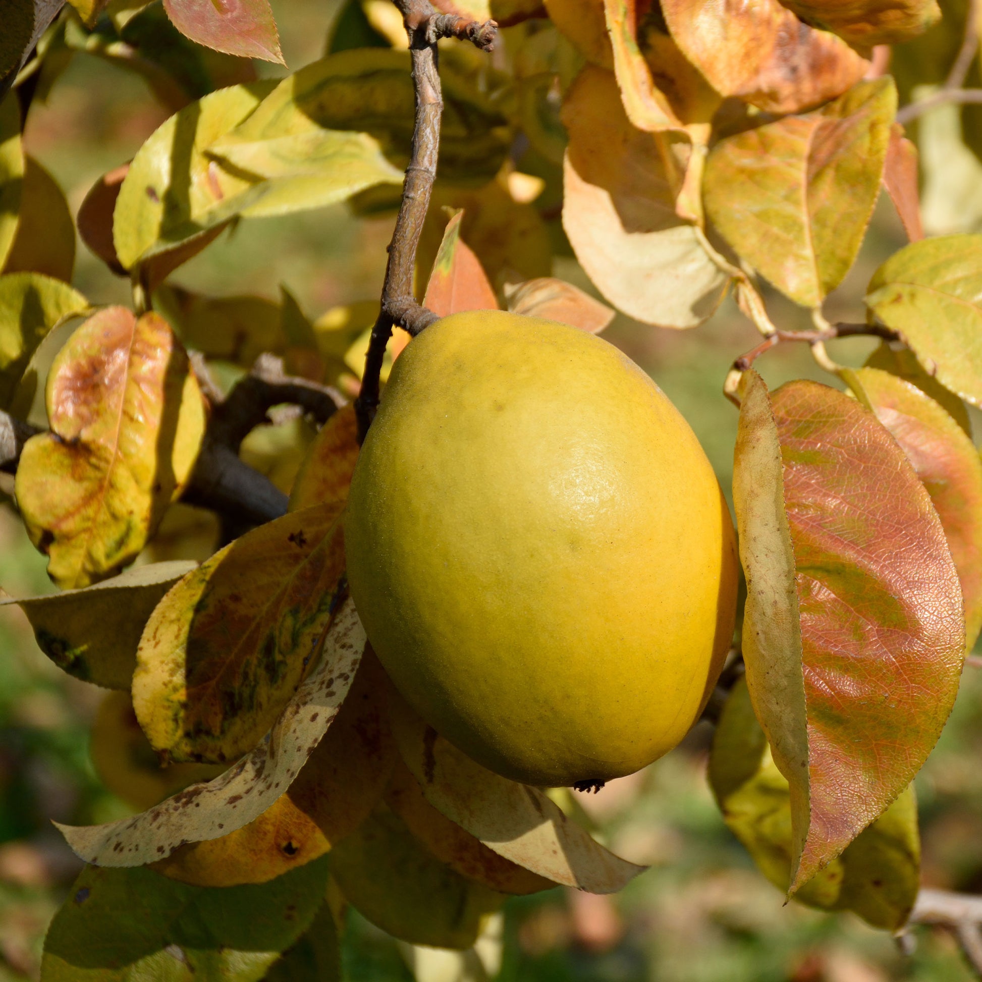 Pseudocydonia sinensis - Chinese kwee - Bomen