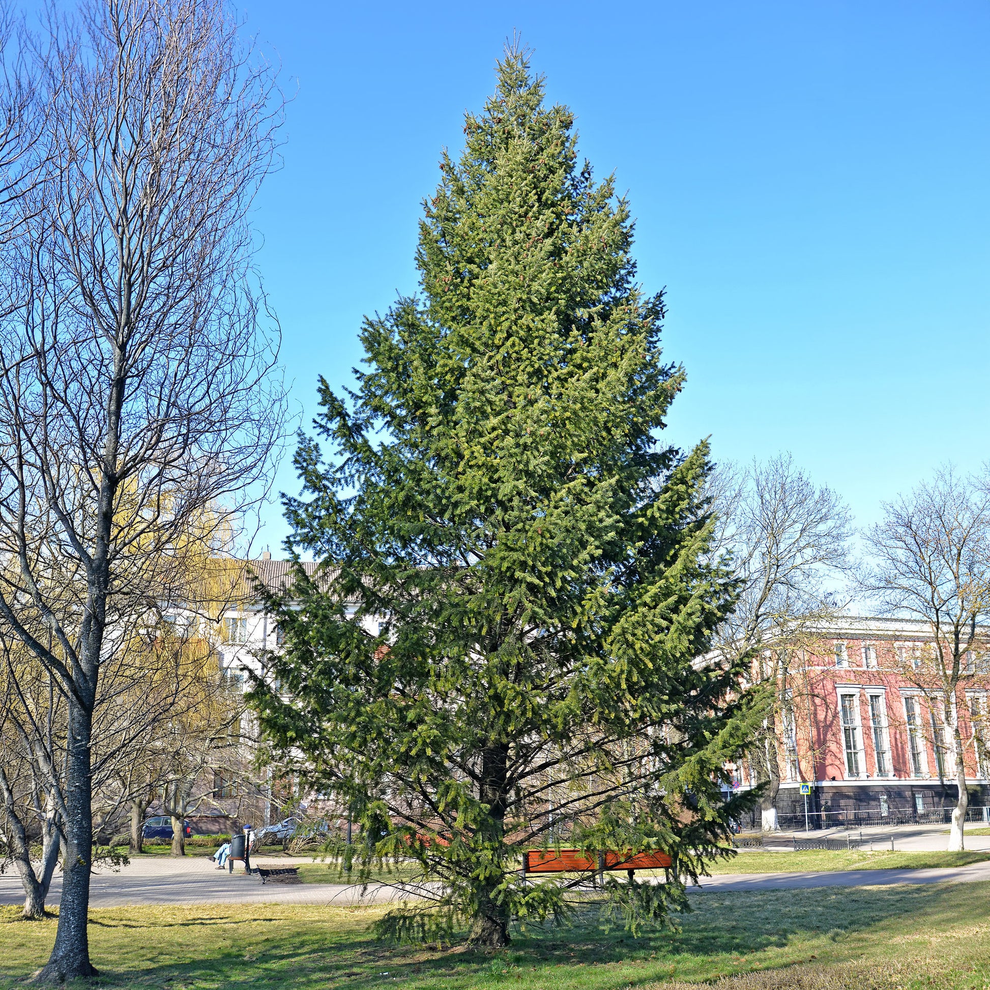 Coniferen - Douglasspar - Pseudotsuga menziesii