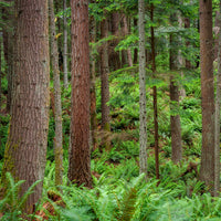 Verkoop Douglasspar - Pseudotsuga menziesii