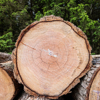 Douglasspar - Coniferen - Bakker