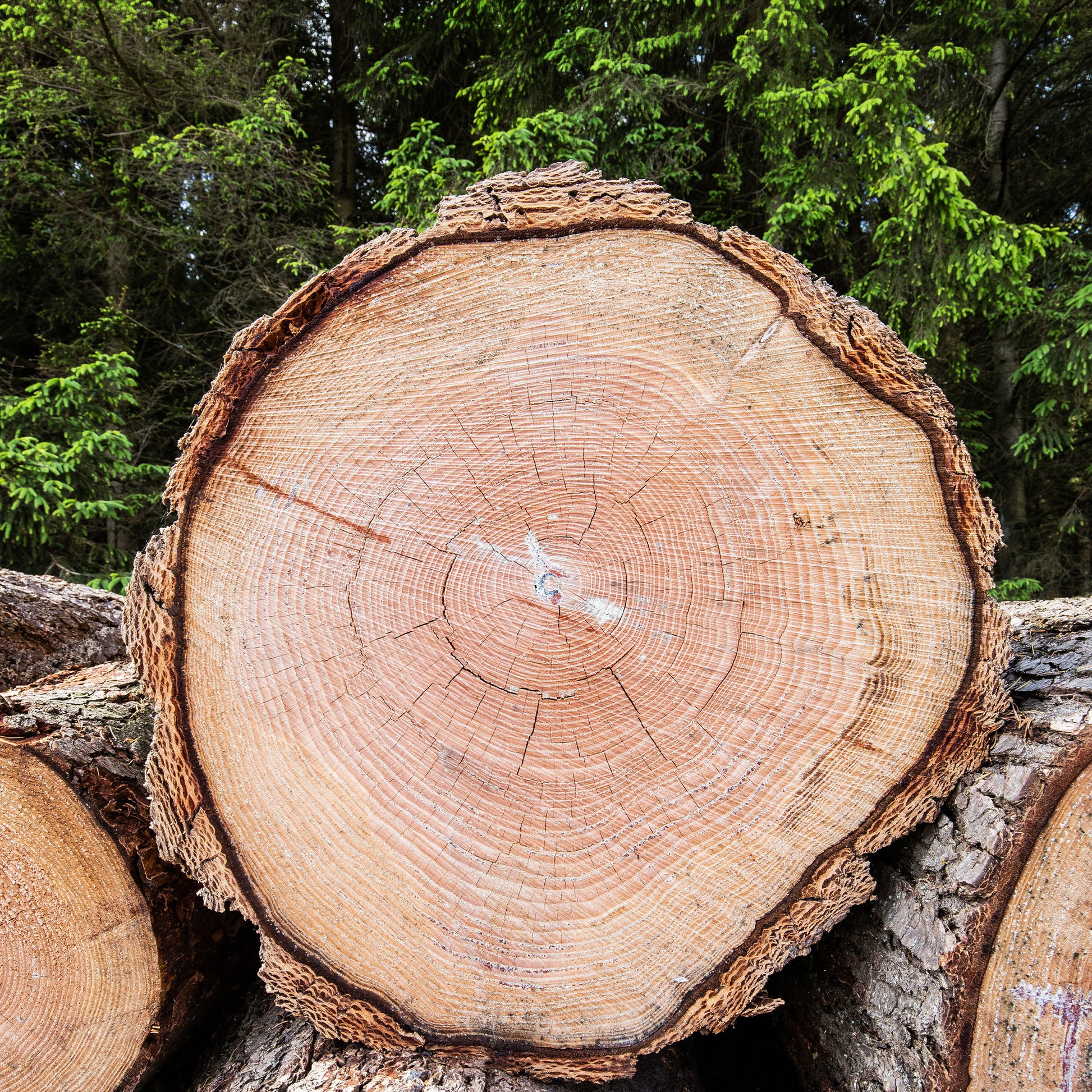 Douglasspar - Coniferen - Bakker
