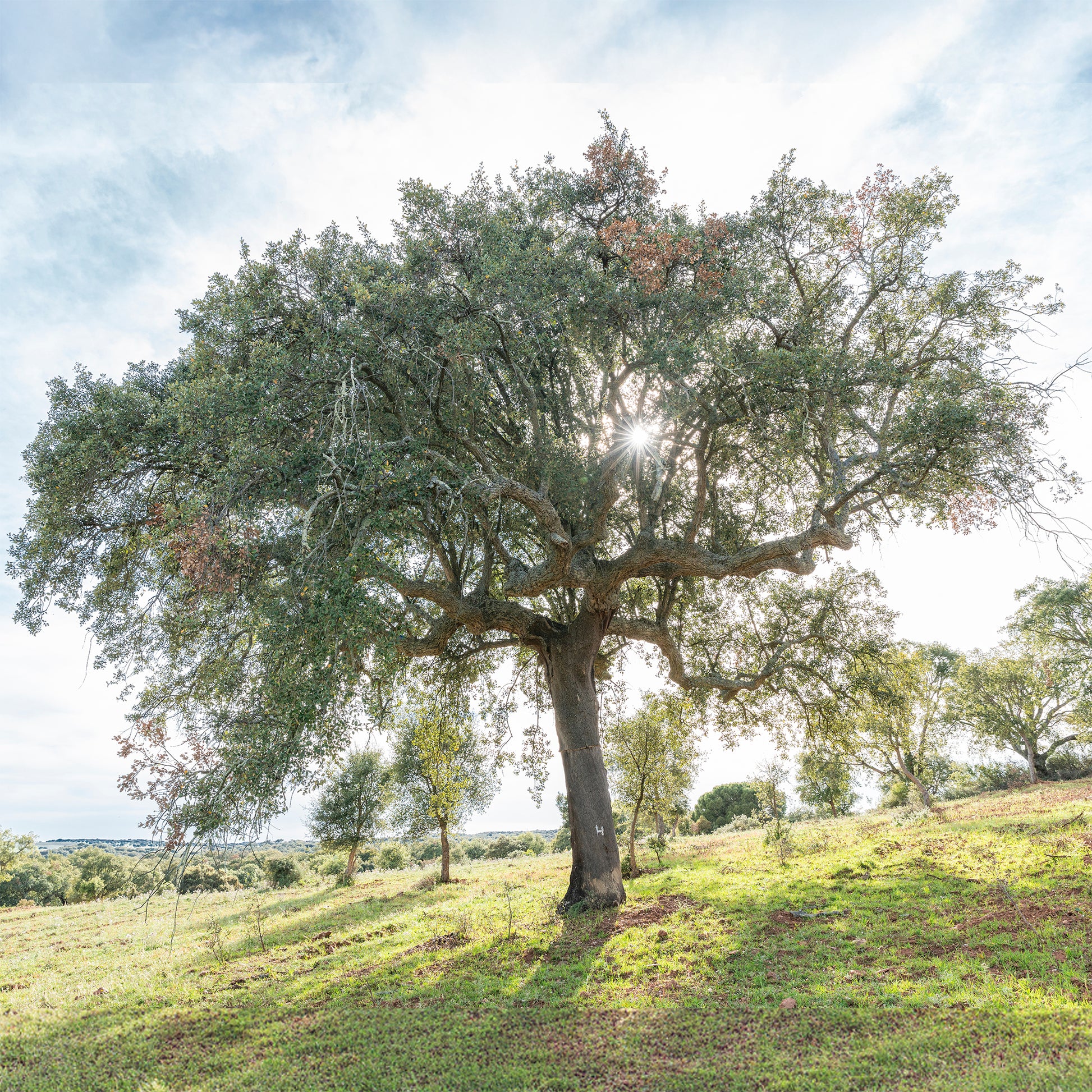 Bomen - Kurkeik - Quercus suber