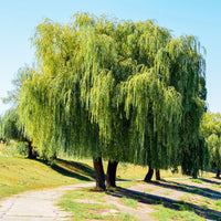 Salix babylonica - Treurwilg - Wilg