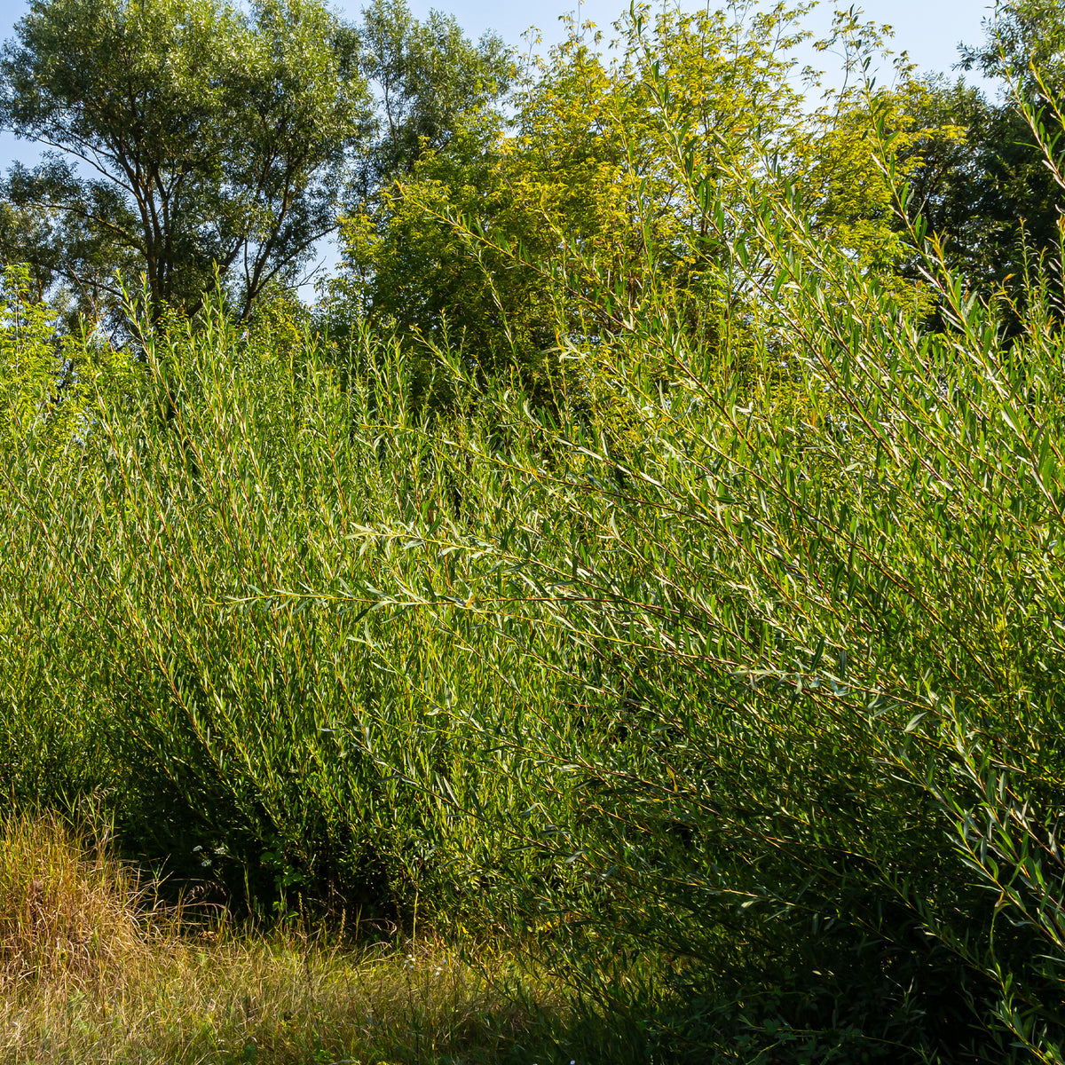 Rode kornoelje - Salix purpurea - Bakker