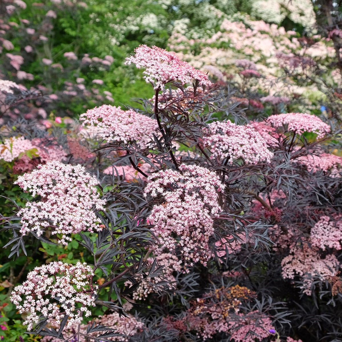 Zwarte vlier Black Lace® - Sambucus nigra Black Lace® - Bakker