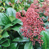 Japanse skimmia Rubella - Bakker