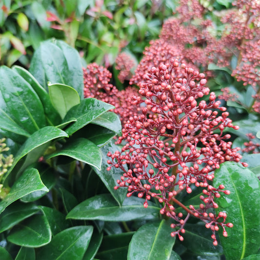 Japanse skimmia Rubella - Bakker