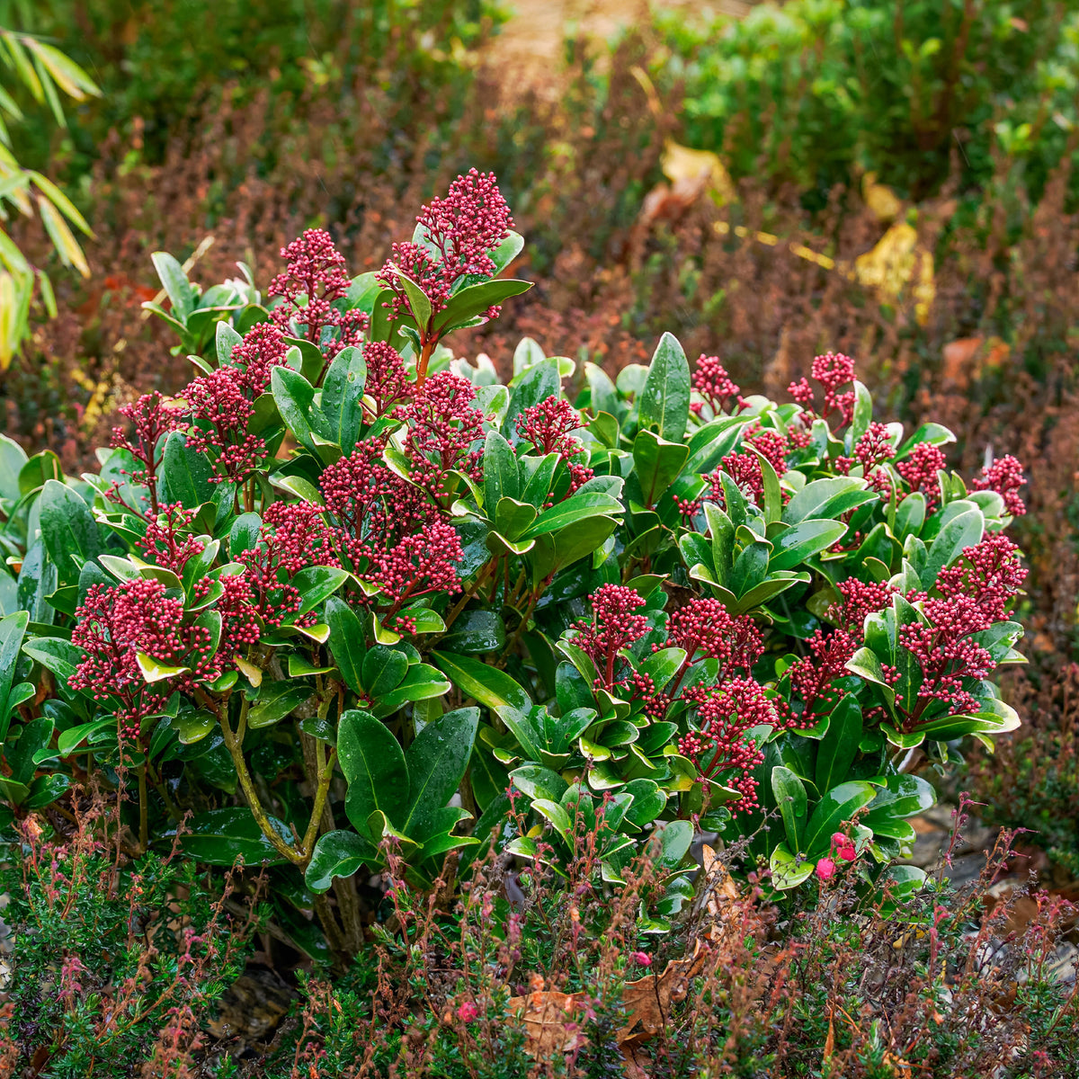 Japanse skimmia Rubella - Skimmia - Bakker