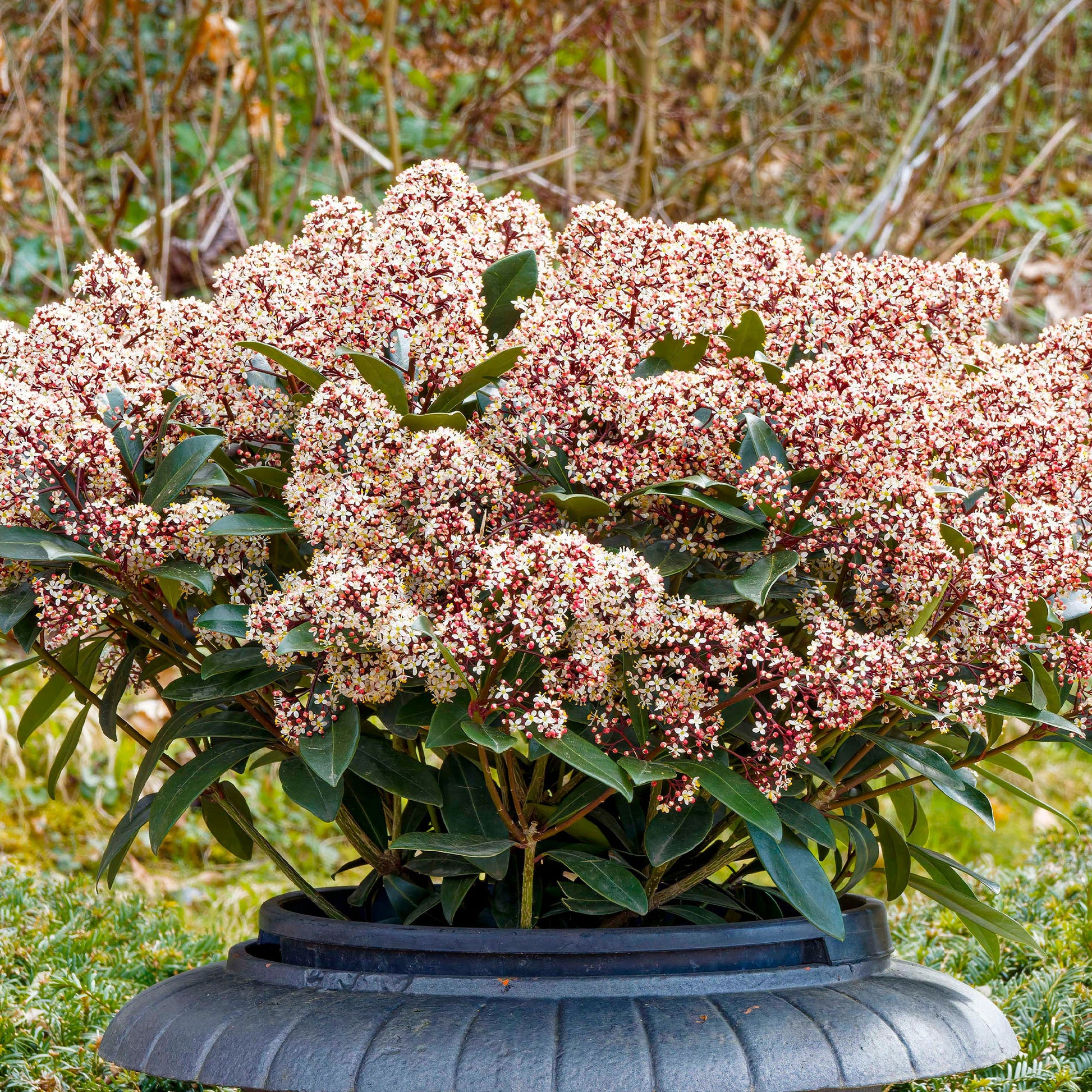 Verkoop Japanse skimmia Rubella