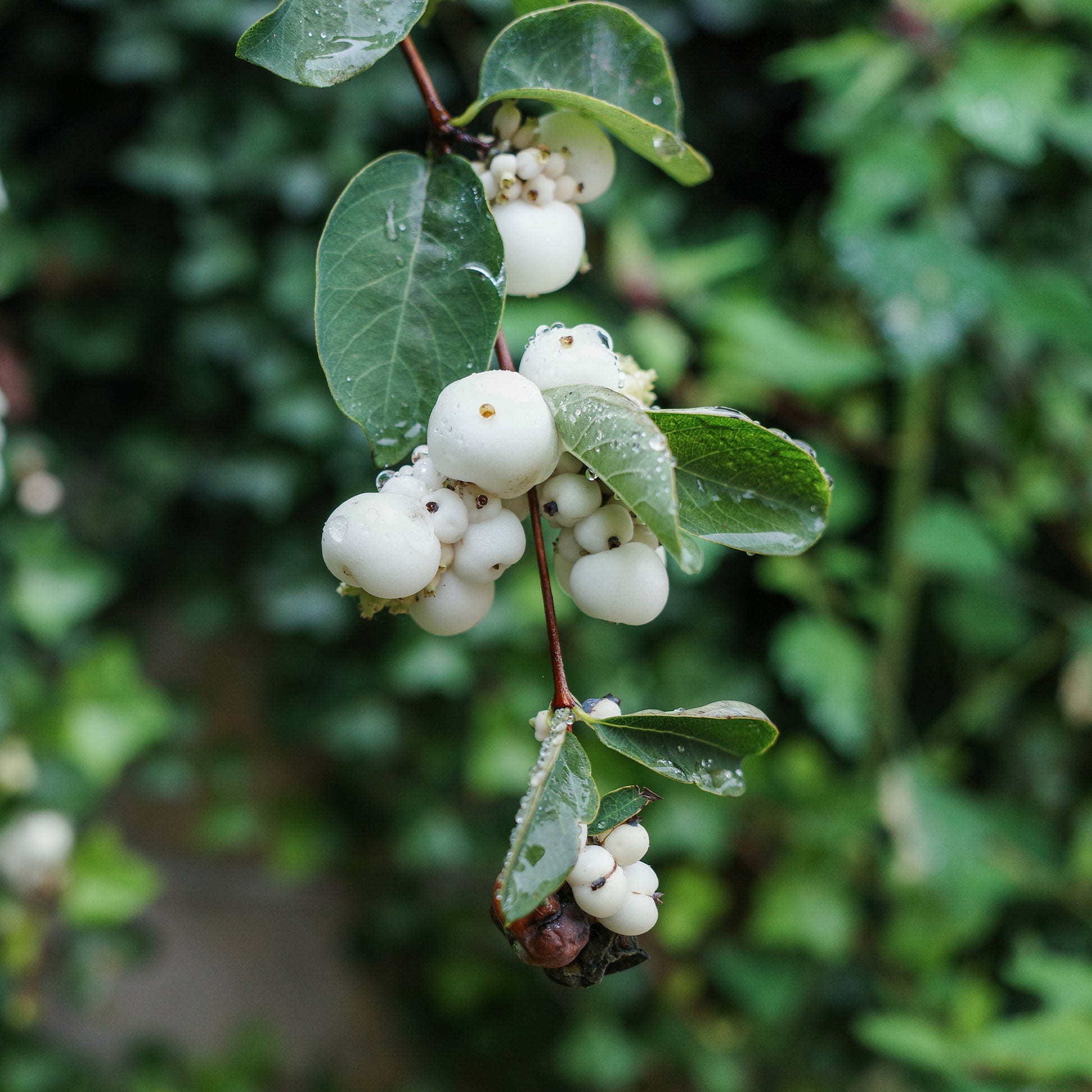 Symphoricarpos doorenbosii White Hedge - Sneeuwbes White Hedge - Symphoricarpos - Sneeuwbes