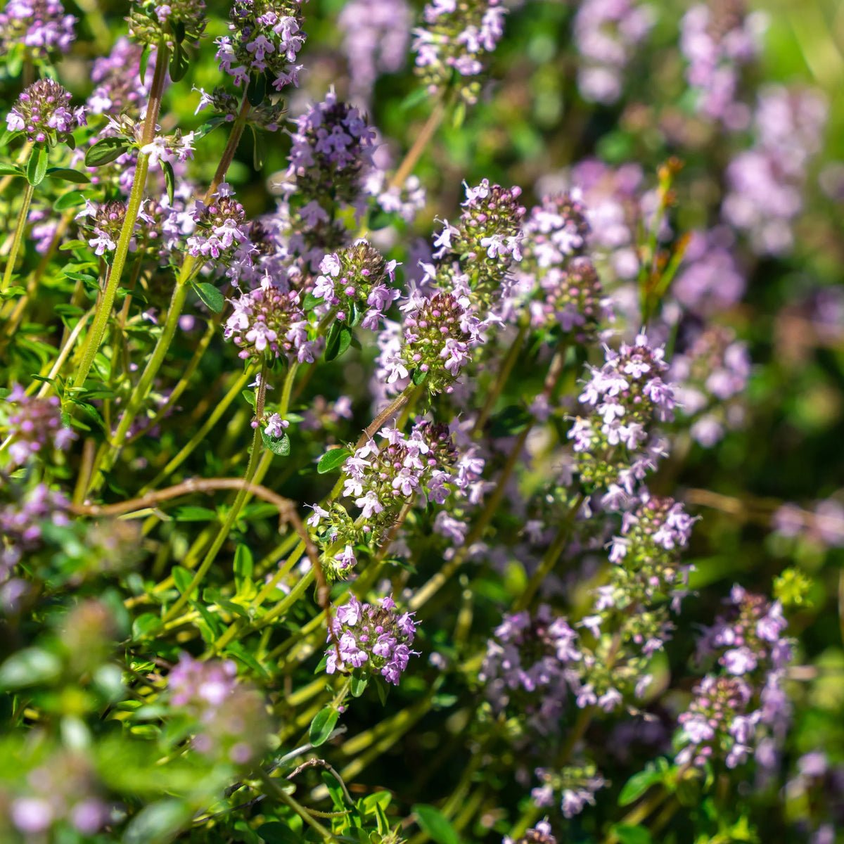 Thymus serphyllum, Sedum acre , Sedum spurium - 3 bodembedekkende vaste planten - Vaste planten
