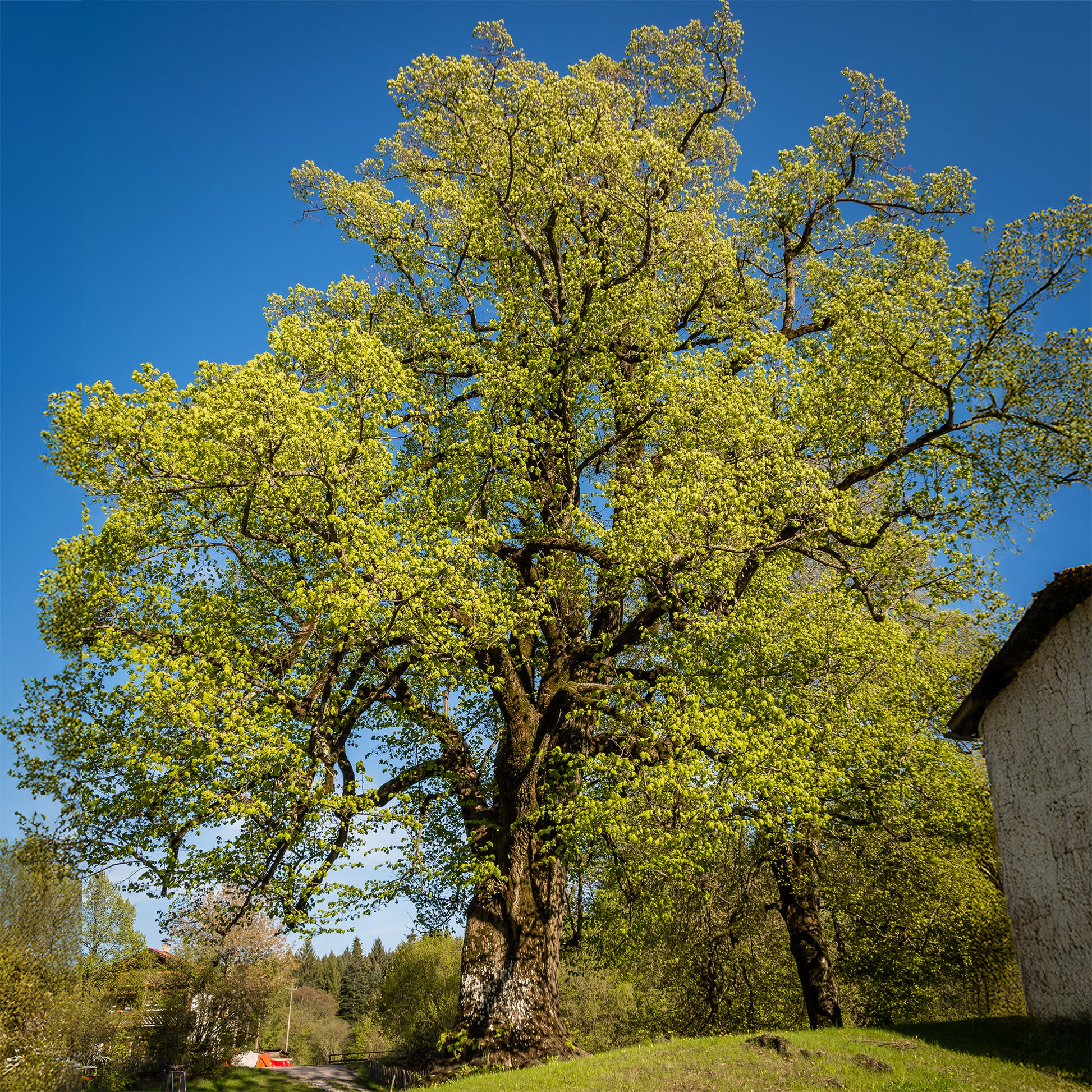 Grootbladige linde - Tilia platyphyllos - Bakker