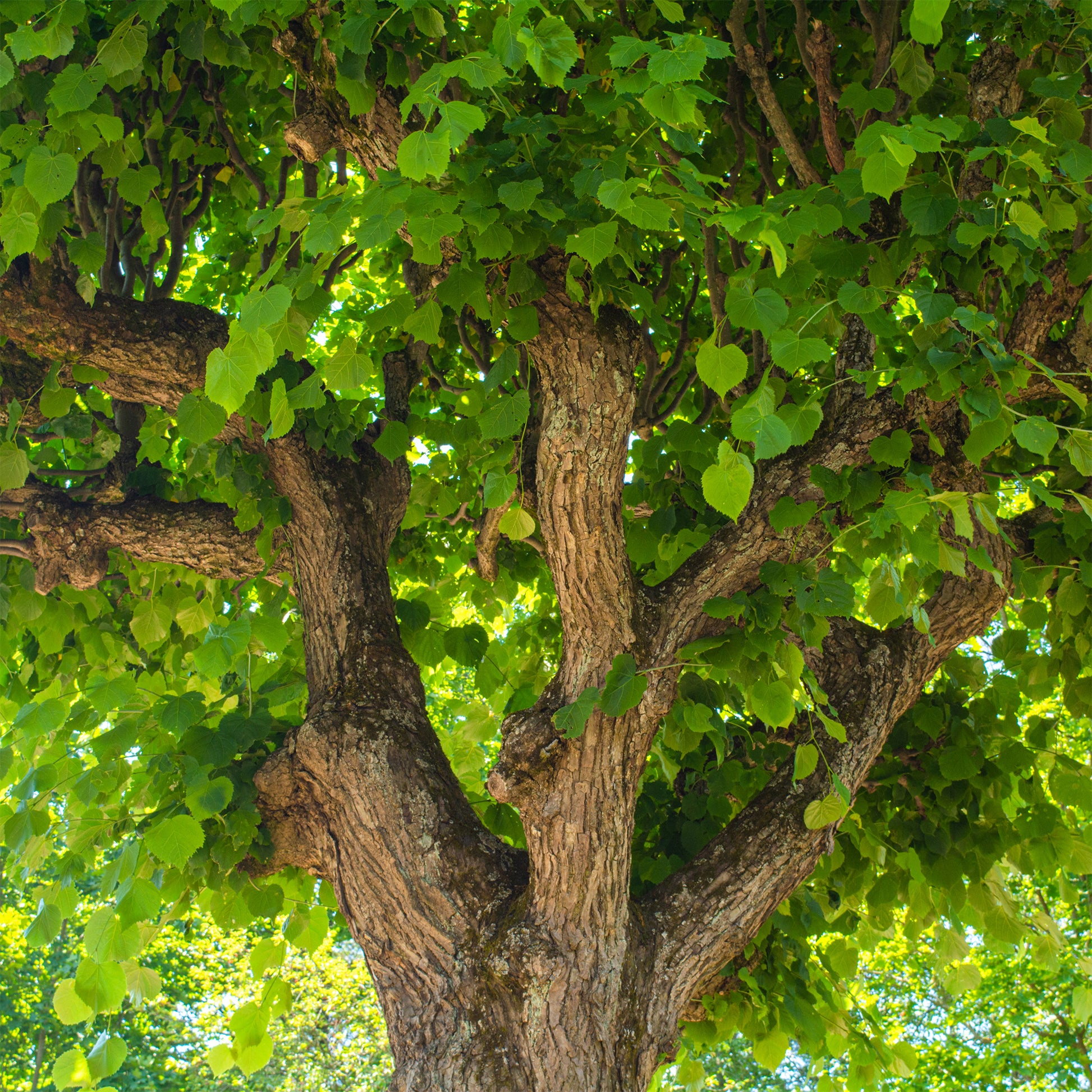 Linde - Grootbladige linde - Tilia platyphyllos