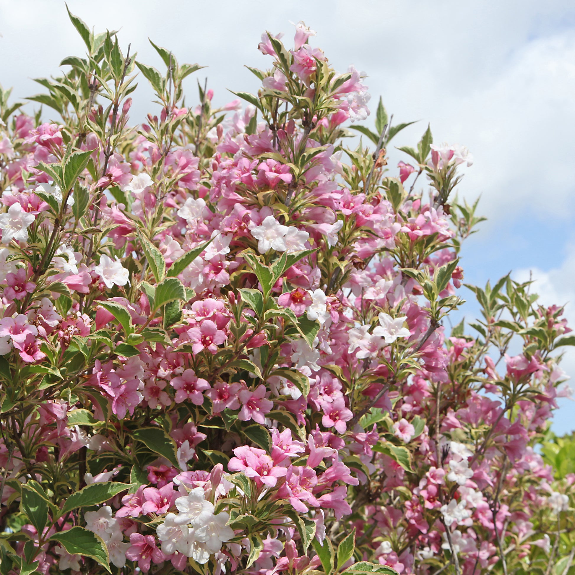 Weigela - Weigelia - Weigelia florida Variegata - Weigela florida Variegata