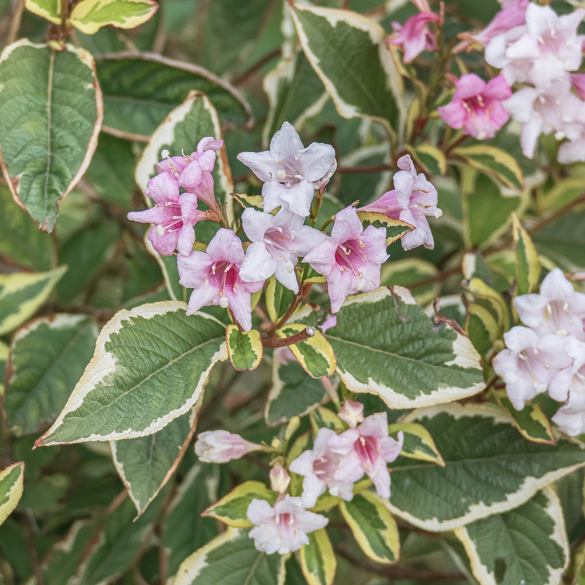 Weigela florida Variegata - Weigelia florida Variegata - Weigela - Weigelia