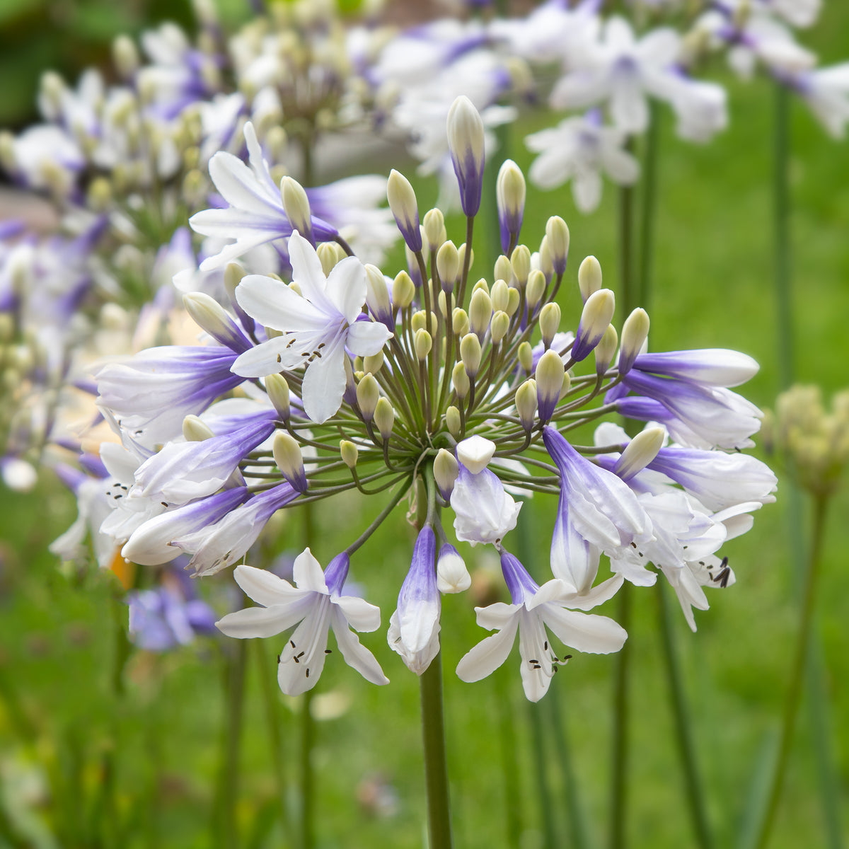 Agapanthus Queen Mum - Afrikaanse lelie 'Queen mum' - Agapanthus