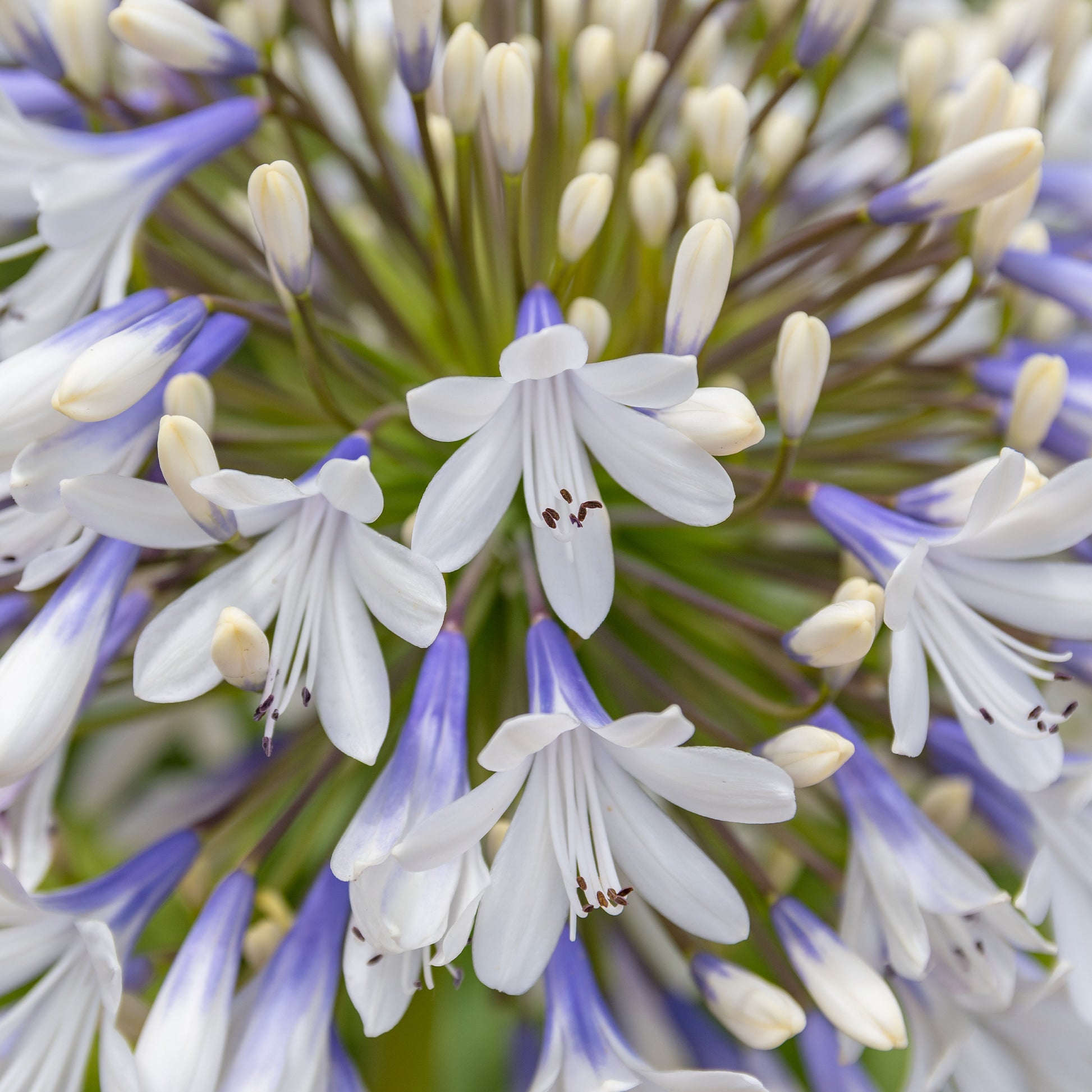 Agapanthus - Grootbloemige Agapanthus Queen Mum - Agapanthus Queen Mum