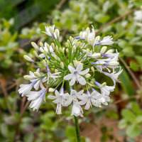 Afrikaanse lelie 'Queen mum' - Agapanthus Queen Mum - Bakker
