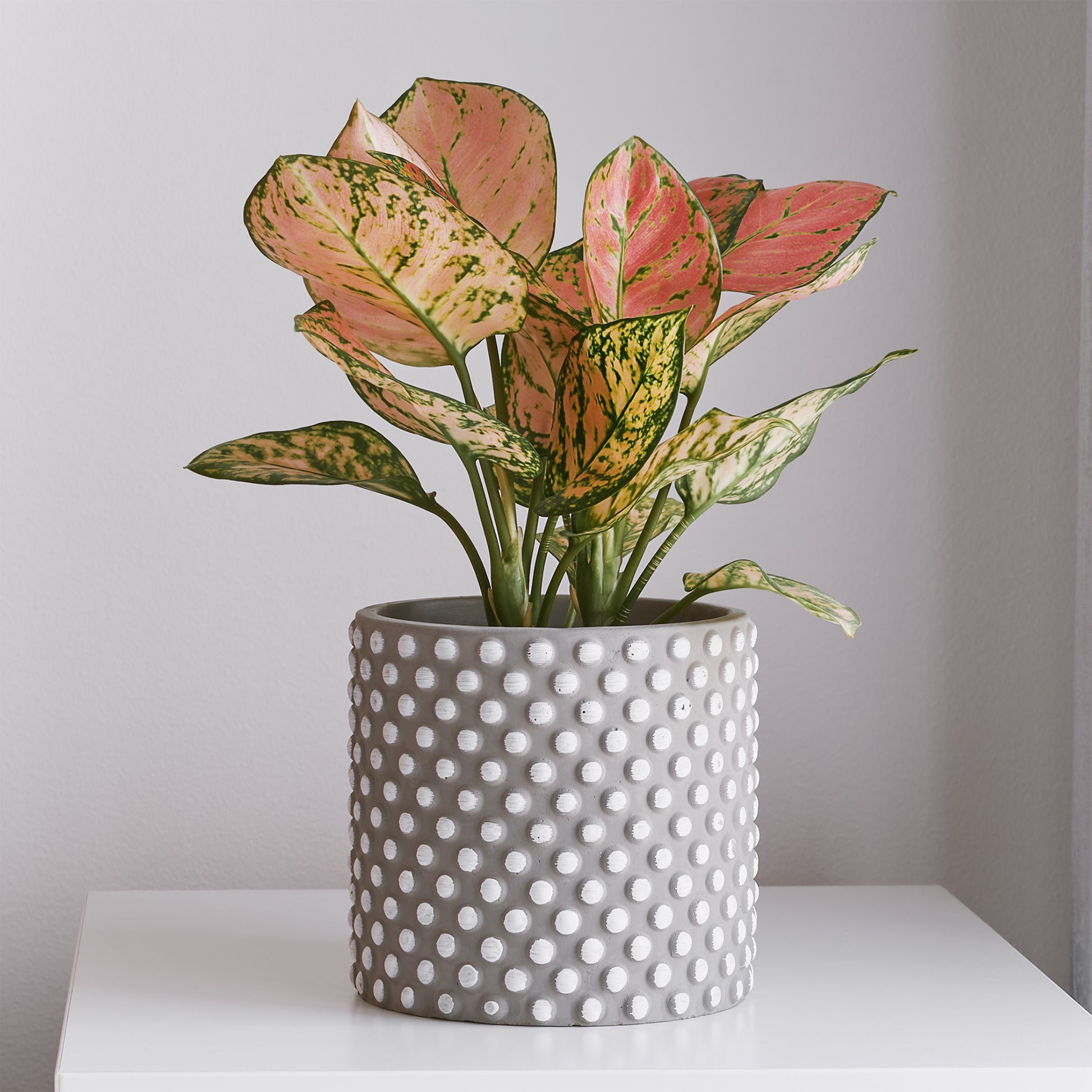 Aglaonema Pink Star - Aglaonema Pink Star - Bakker