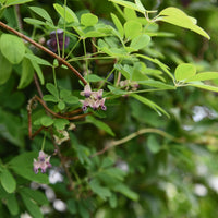 Akebia quinata Silver Bells - Bakker