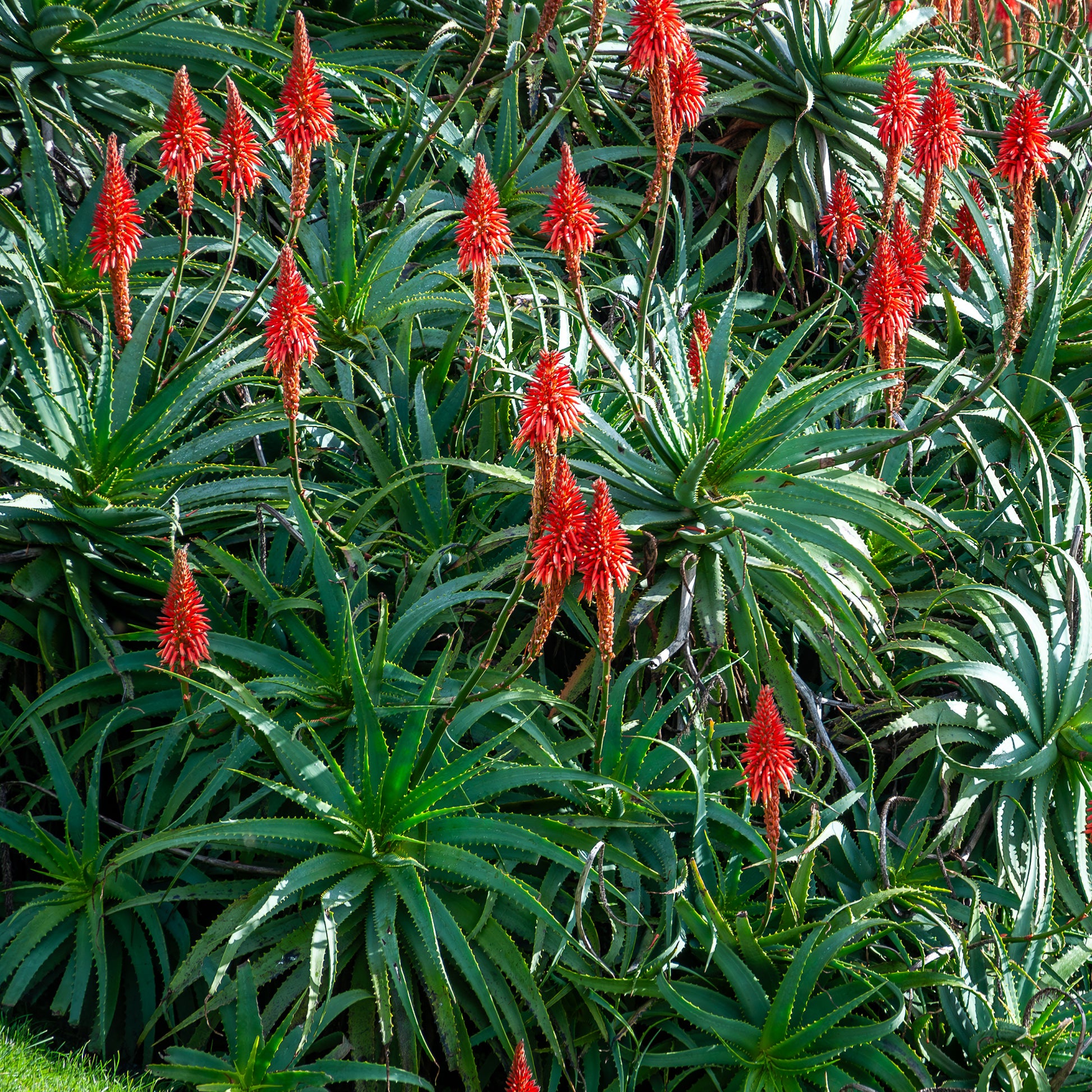 Aloë arborescens - Bakker