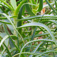 Vaste planten - Aloë arborescens - Aloe arborescens