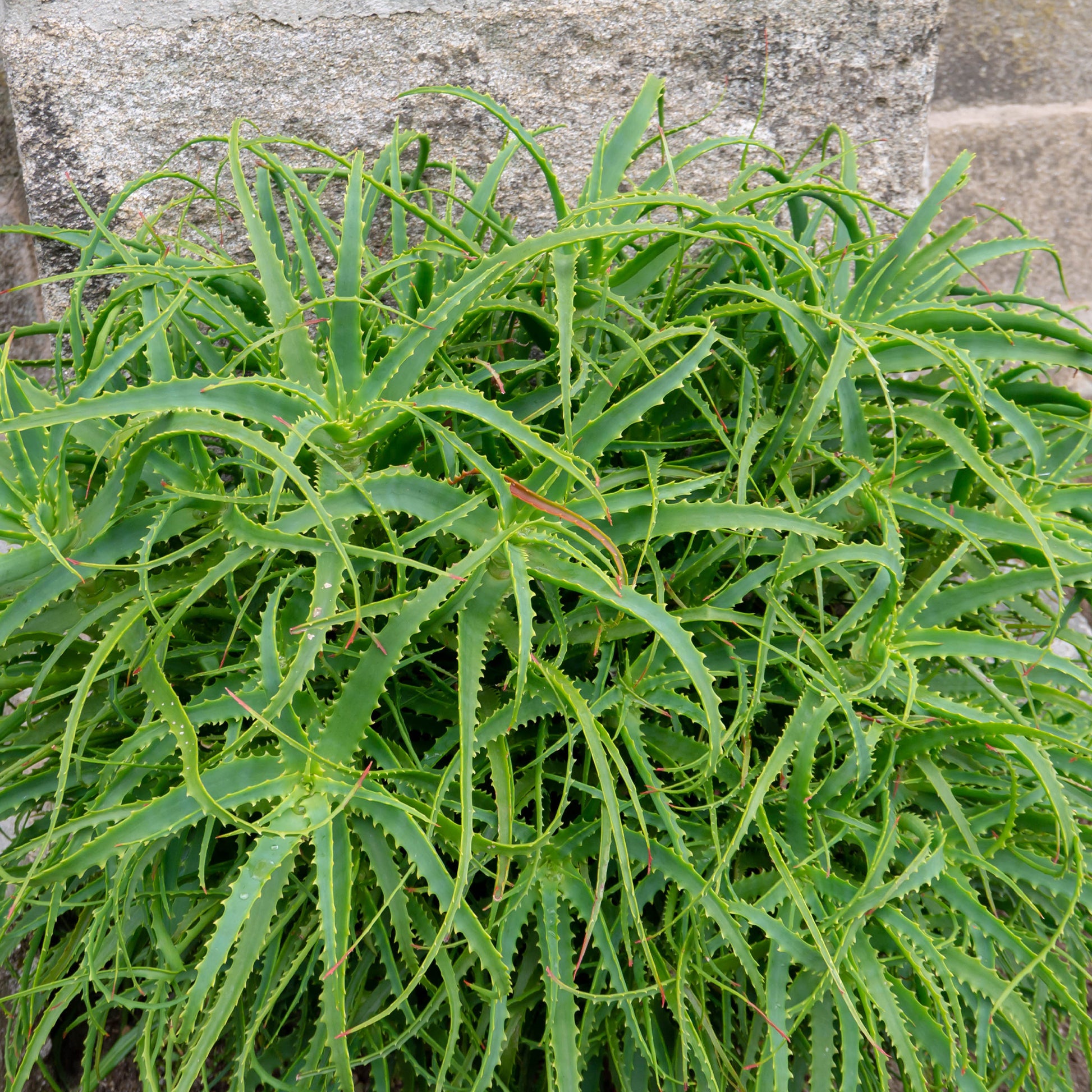 Aloë arborescens - Aloe arborescens - Bakker