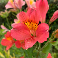 Alstroemeria Little Miss Zoé ® - Alstromeria Little Miss Zoe ® - Incalelie - Alstroemeria