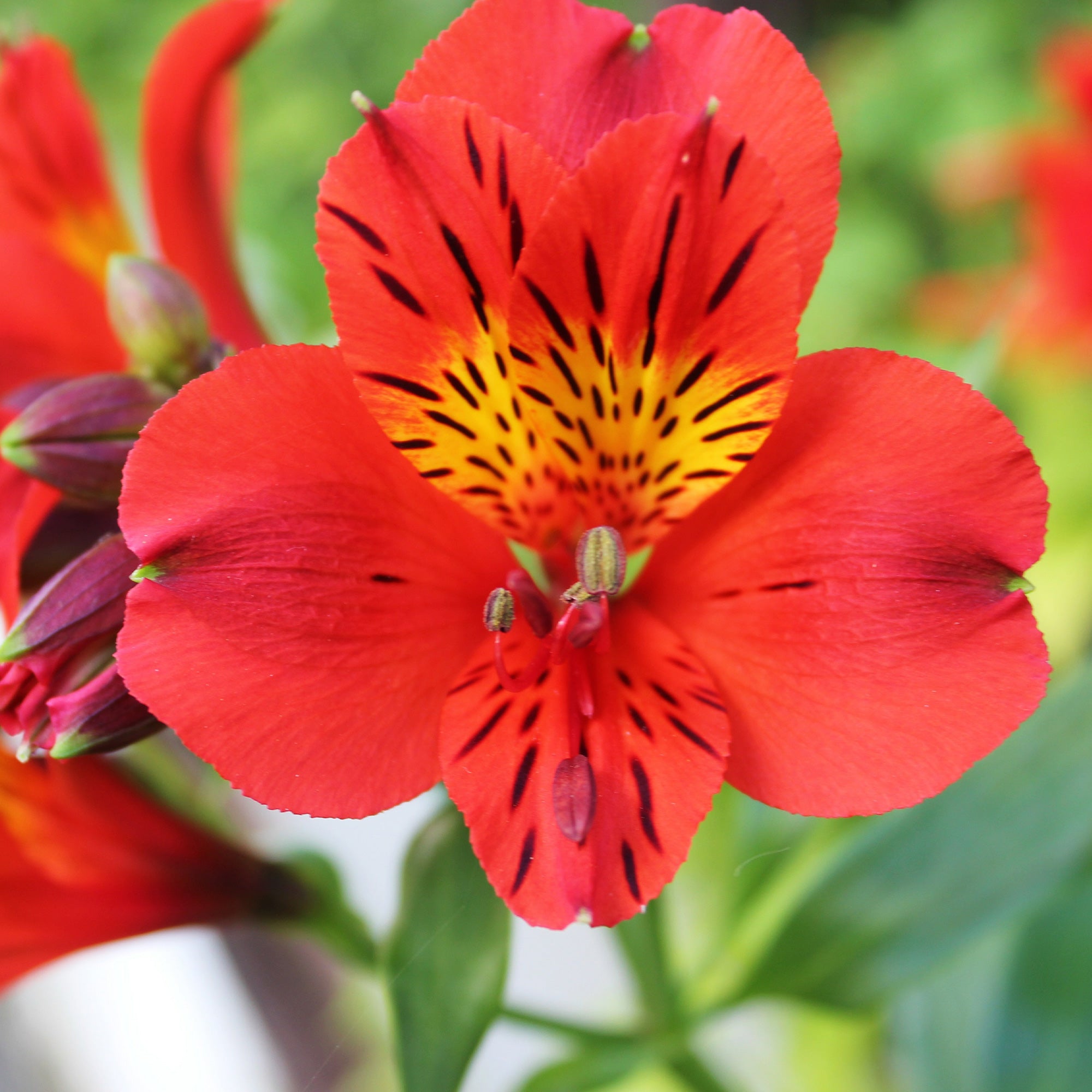 Alstromeria Little Miss Zoe ® - Alstroemeria Little Miss Zoé
