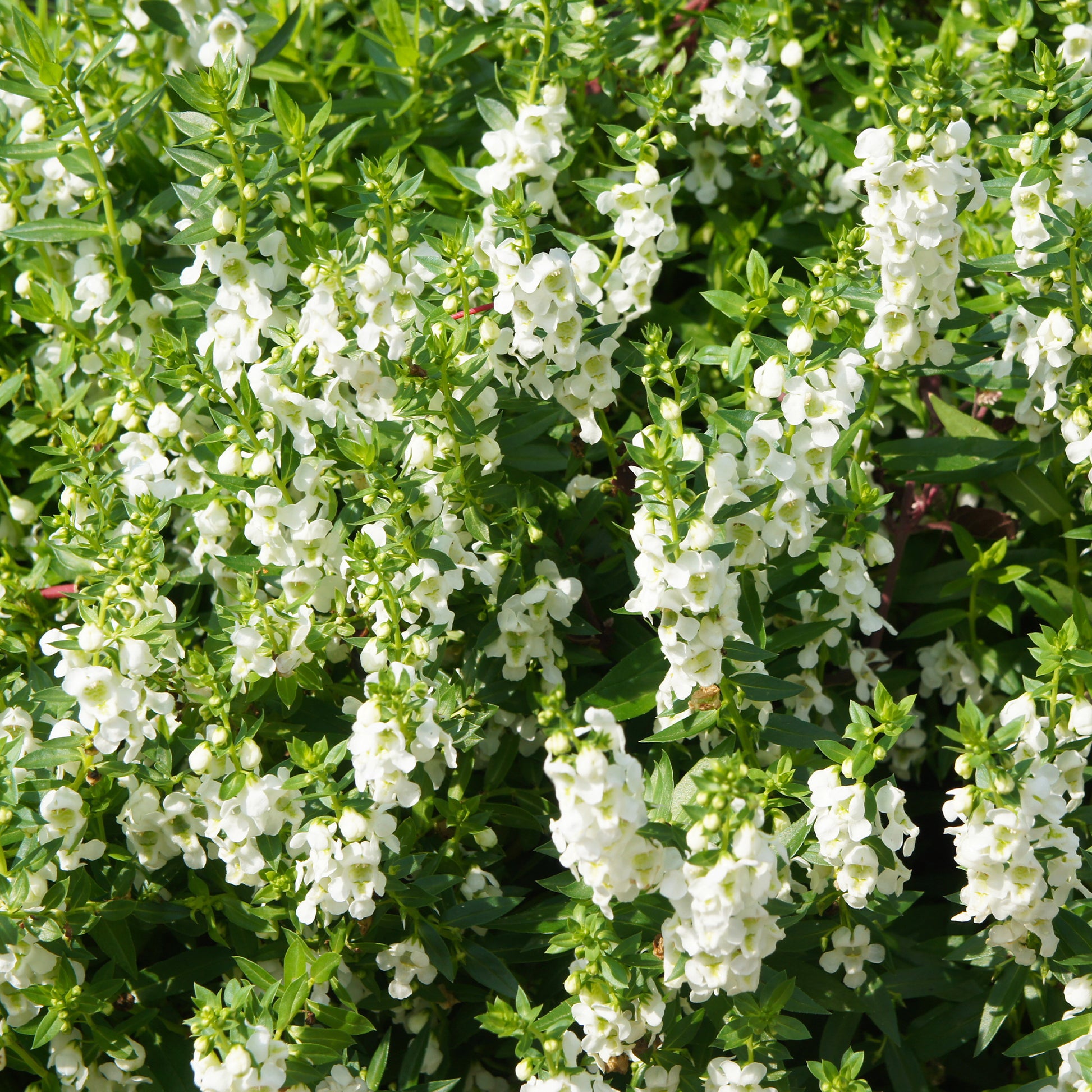 Witte angelonia - Bakker