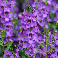 Angelonia blue - Blauwe angelonia - Bloeiende planten