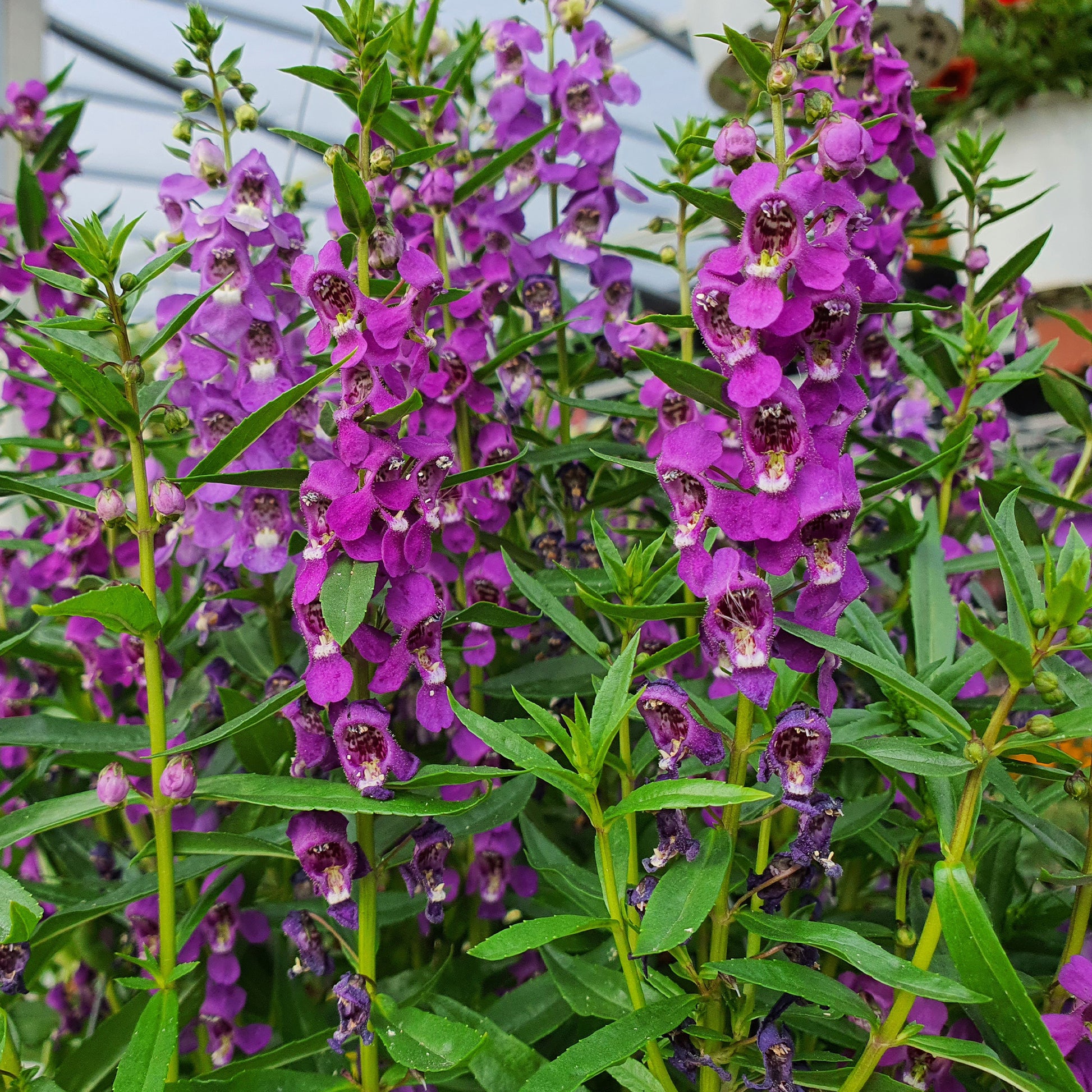 Blauwe angelonia - Bakker