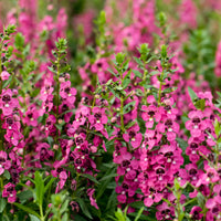 Roze Angelonia - Angelonia pink - Bakker