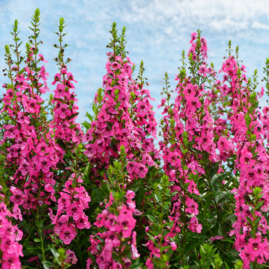 Roze Angelonia - Bakker