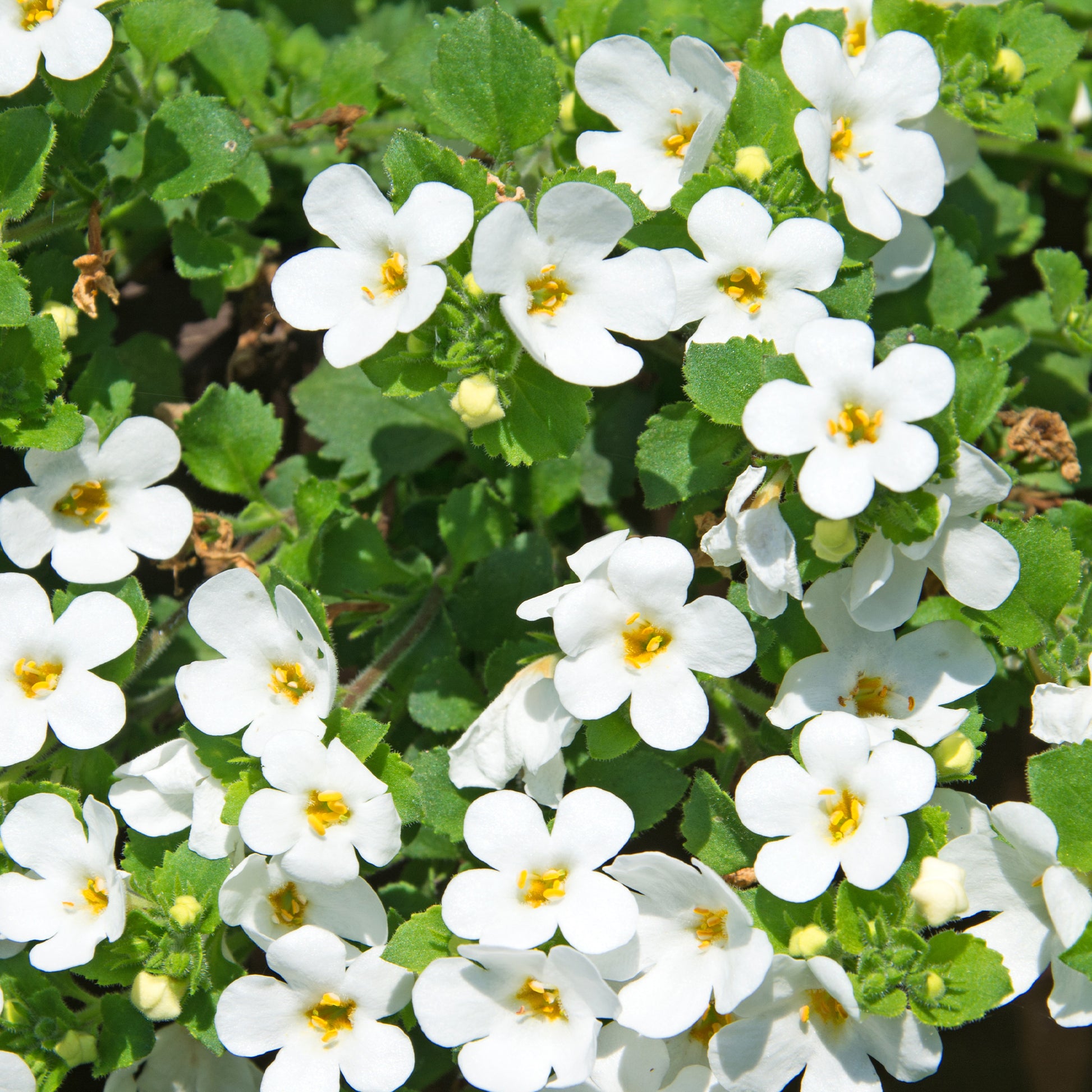 Bacopa white - Witte bacopa - Hangplanten voor buiten