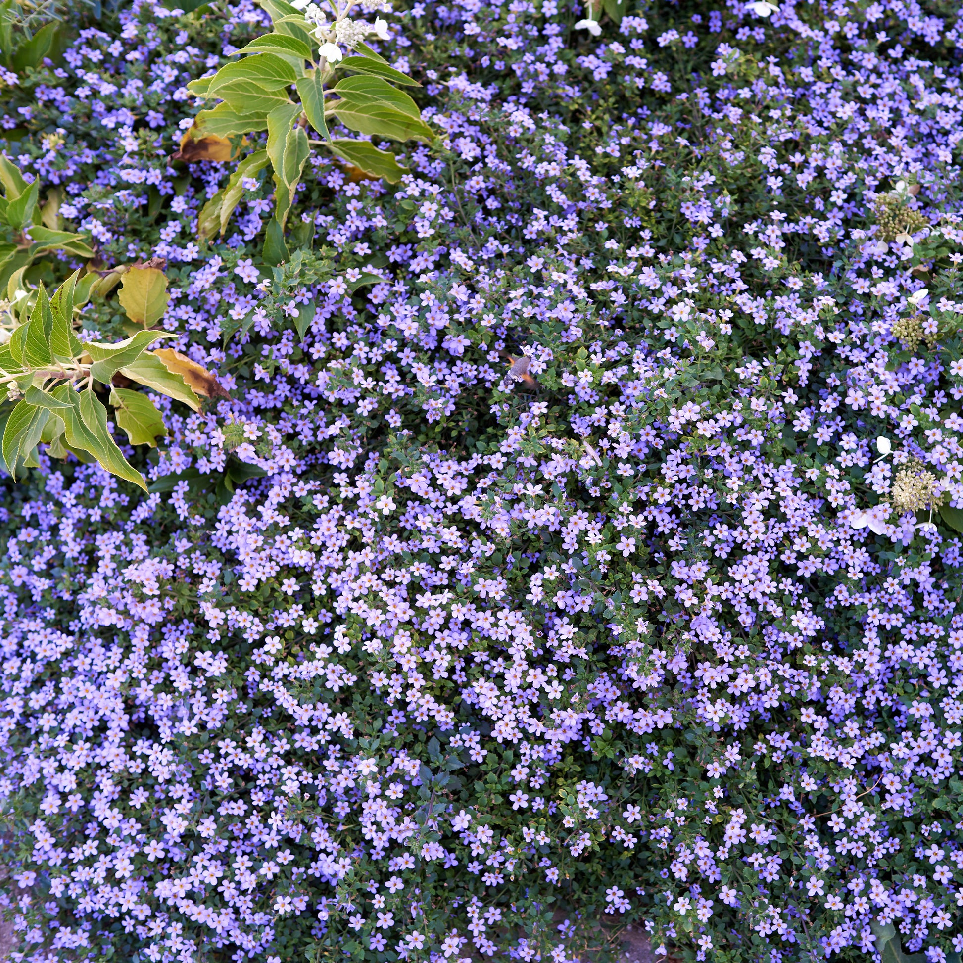 Blauwe bacopa - Bakker