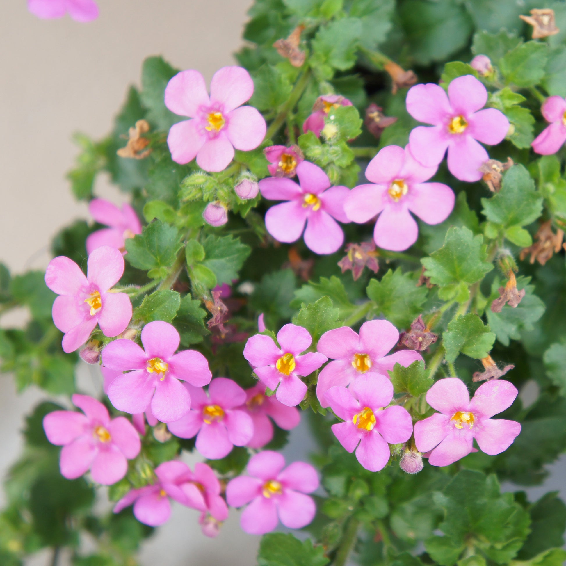 Roze bacopa - Bacopa pink - Bakker