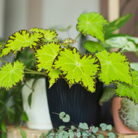 Begonia Lima Love - Begonia rex Beleaf Lima Love - Bakker